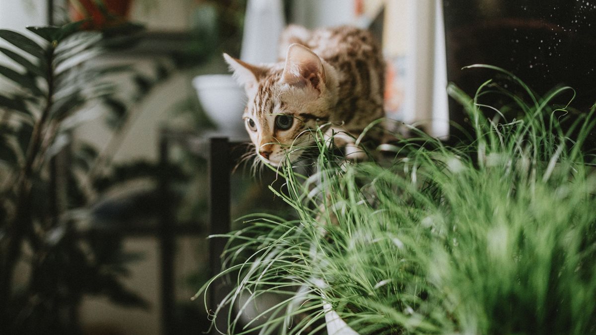 A spotted Bengal cat exploring indoor plants on a table