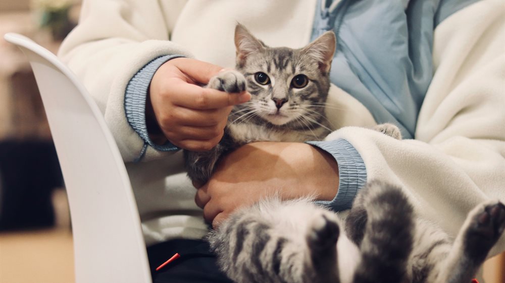 A veterinarian examining a cat during a consultation