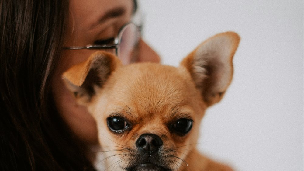 An older dog being examined by a veterinarian
