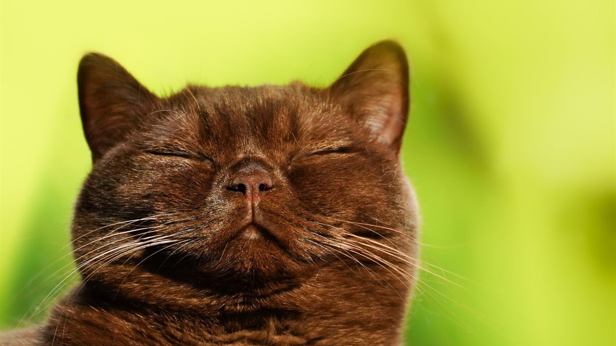 A Burmese cat with a dark brown coat resting with eyes closed