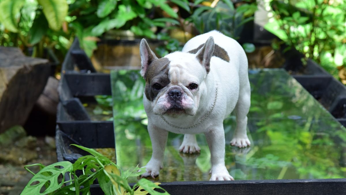 A French Bulldog standing outdoors on a sunny day surrounded by green plants