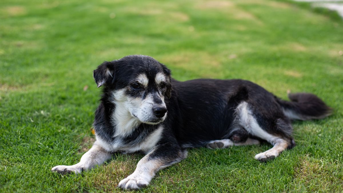 A senior black and white dog with a greying muzzle resting on a green lawn