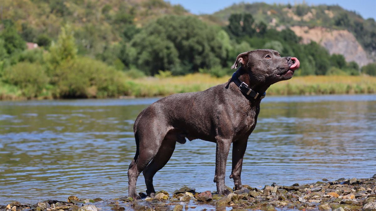 A Staffordshire Bull Terrier standing at the edge of a river on a bright day